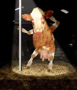 cow-stripper
